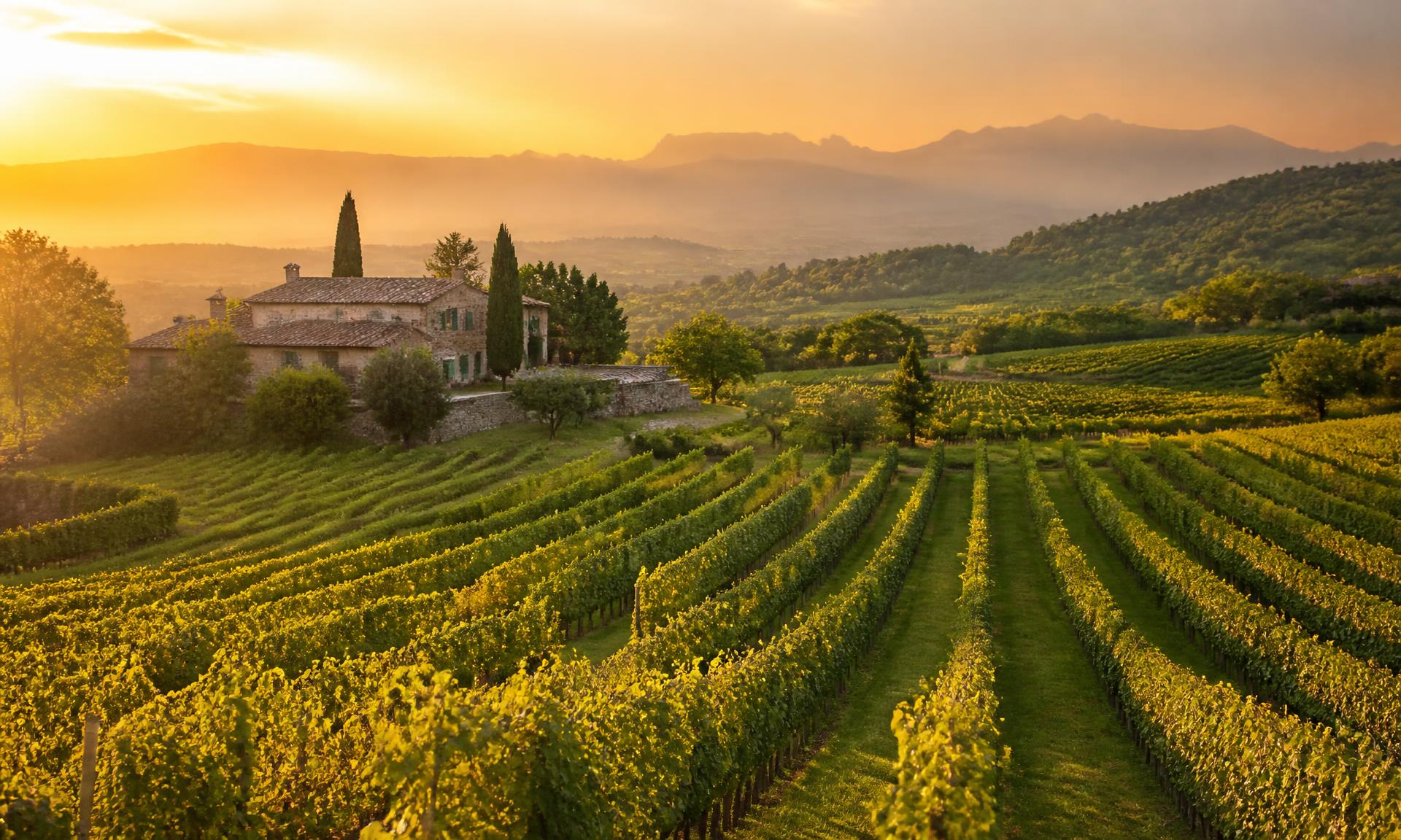 Vingård i kvällsljus i Friuli Venezia Giulia med ett stenhus bland cypresser